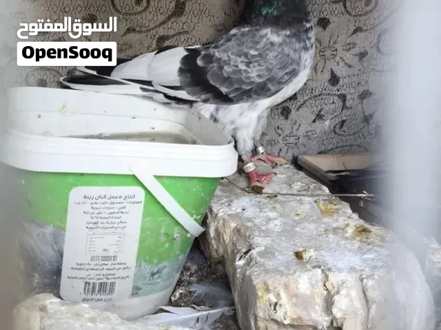 مطلوب حمام تور الي عنده يراسلني زوج. واحد رايد مكاني بصره