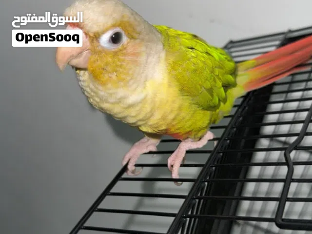 كنيور العمر سنه