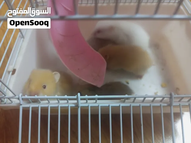 همستر للبيع