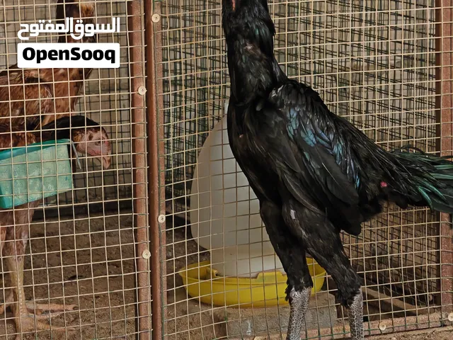 دجاج تايلندي بيور