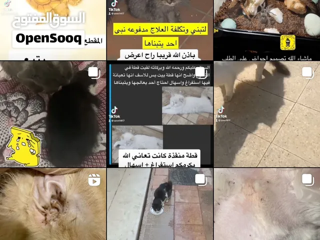 خدمات الحيوانات علاج ، زيارات منزليه الخ...