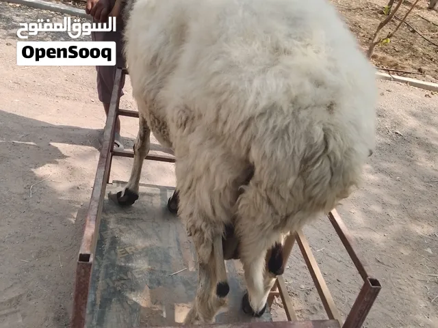 1.5 age Arabic