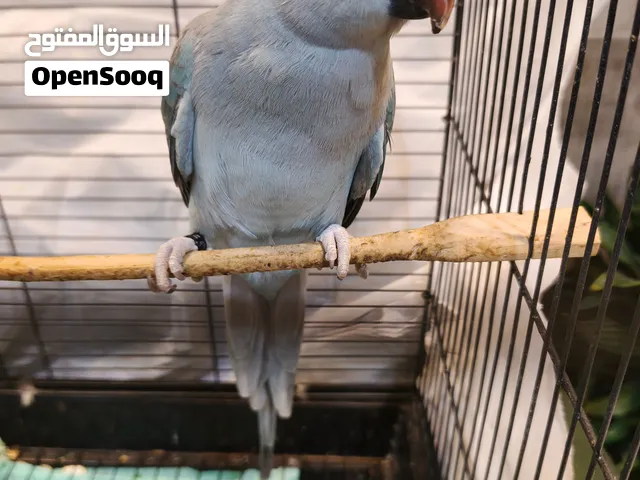 ببغاء درة هندي لون ازرق للبيع ب190