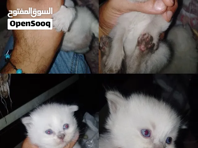 كتين هيمالايا بلو بوينت