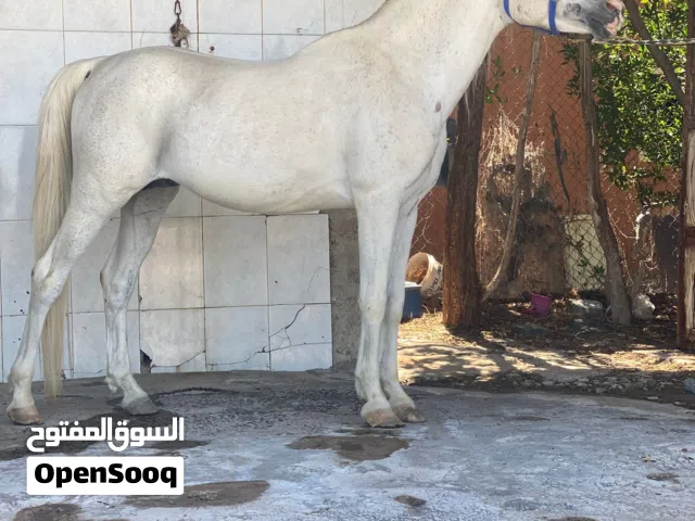 فحل مكس ولد سنافي الام بنت لميس