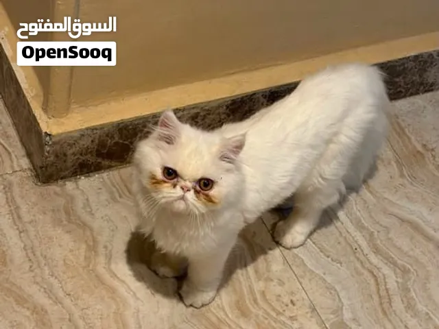 دكر هملايا لم يسبق له الجواز عندو 8شهور متطعم ومتعود عاللتر بوكس ومتاح توصيل
