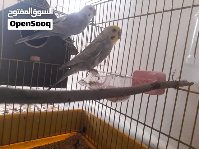 كابيا رينبو ربي يبارك علي دحي