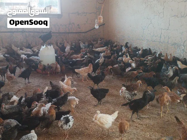 Omani chicken already 3 months