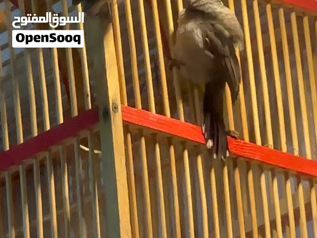بلبل ذكر صيد من ابو الخصيب بي اكثر من طور تغريد ليل نهار حته وهوه بلكاع يغرد ابو ذيل المهلوس