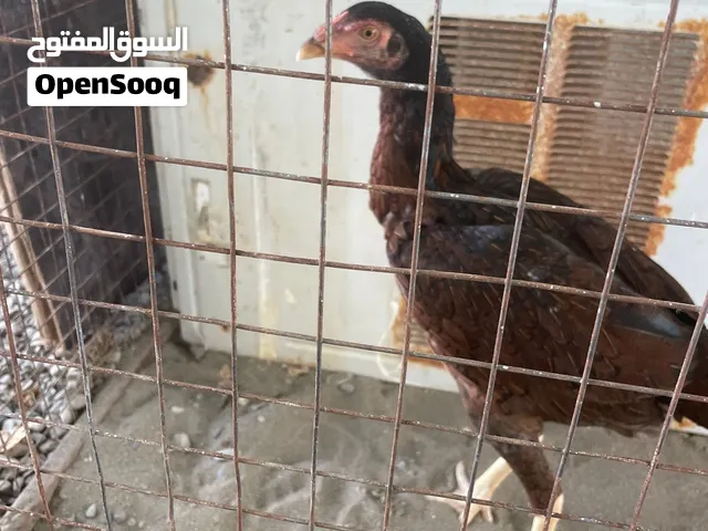 دجاجه باكستانيه للبيع