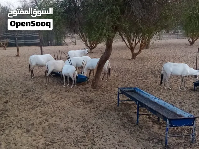 غزلان مها للبيع