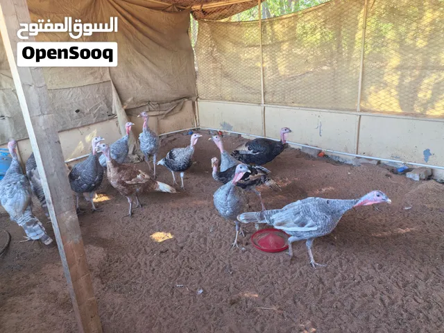 رومي للبيع عمر 9 شهور قريب من إنتاج البيض