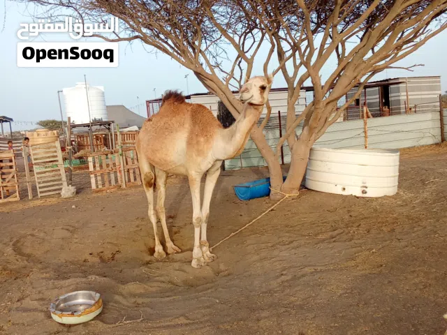 بكره عمانيه