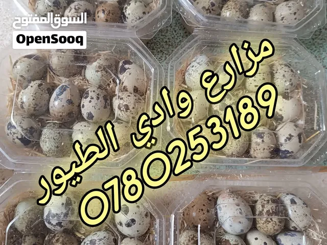 بيض فري سمان طازج للأكل إنتاج يومي بيض كبير جامبو نضيف ومعقم الباكيت عدد 24 بيضه سعر دينار ونص