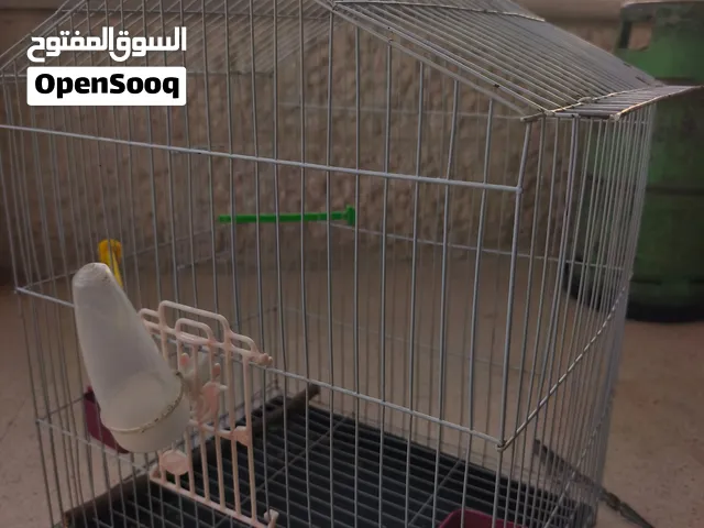 قفص حجم كبير للبيع