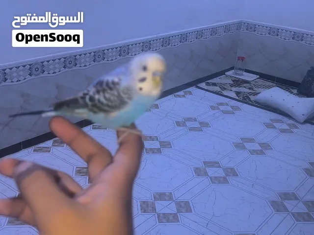طير حب اليف جدا يصعد ع الايد   والجتف للبيع او مراوس بكناري
