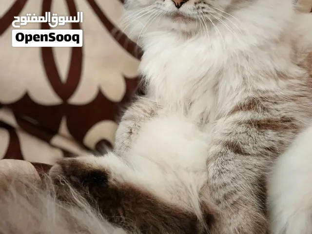 قطط هيمالايا وشيراز