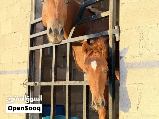 فلو  مهر جمال بدون جواز العمر 6 أشهر حفيد AJMARZAN  للتواصل