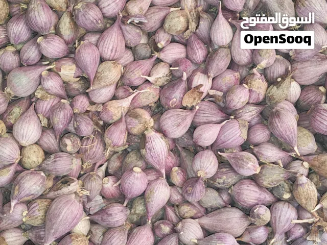 ثوم ذكر الجبل الأخضر
