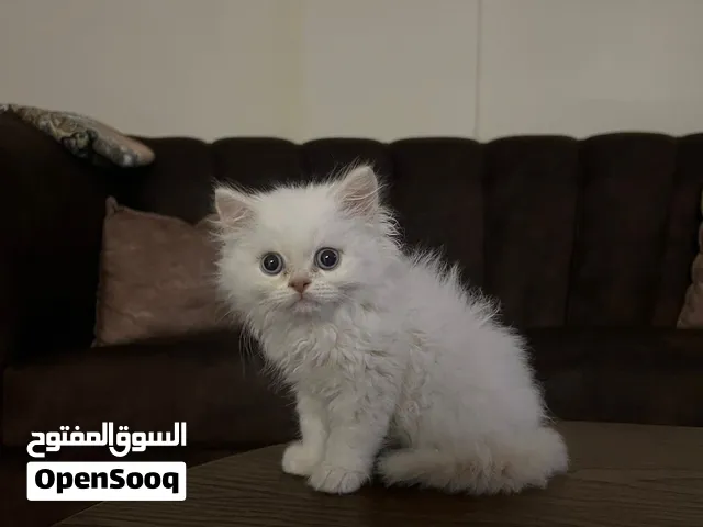 قطة هيمالايا للبيع