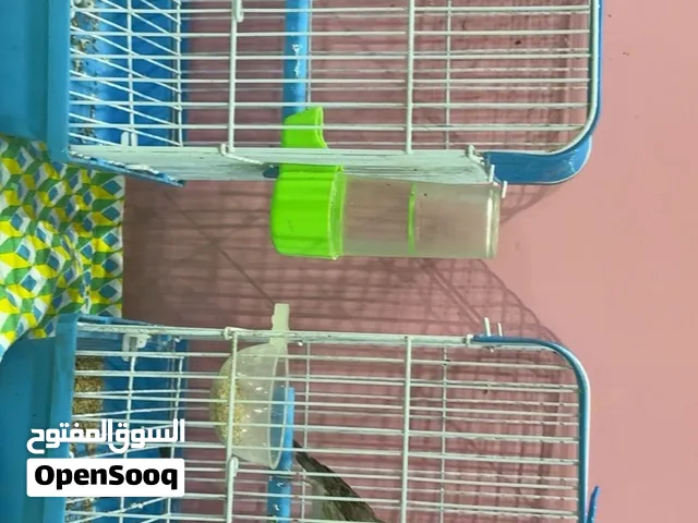 للبيع ياسمين افريقي 2 افحل