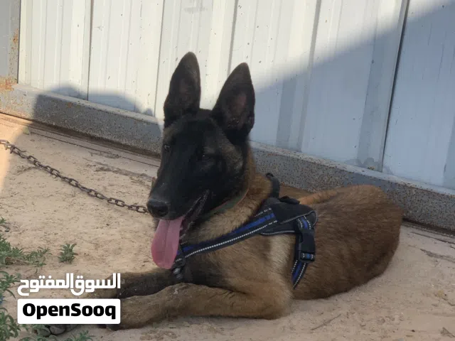 جرو دكر مالينوا للبيع او التبديل الله يبارك شوف الوصف للتواصل