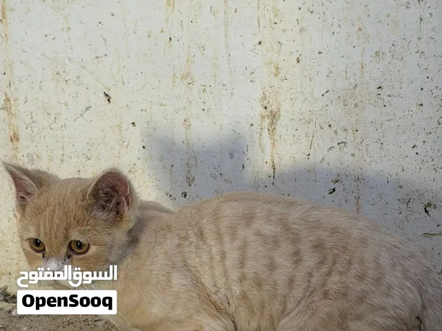 قط ذكر مطعام العمر 3 اشهر حط سعرك