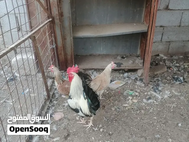 دجاج كويتي اقرا الوصف وراسلني