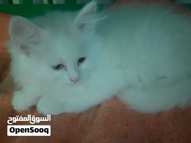 قطين ذكرين مكس شرازي هملايا