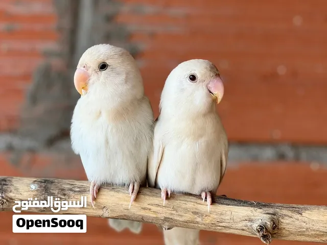 كوبيه بركديلو للبيع