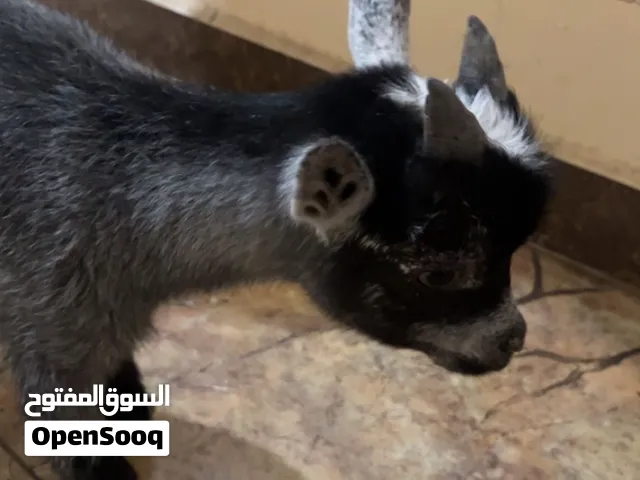 الماعز القزم