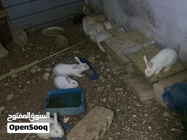 3 اناثي وذكر فرنسي  4 ارانب عمر شهر ونص