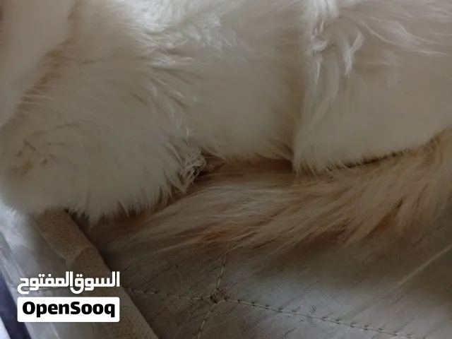 قط هملاية للتبني