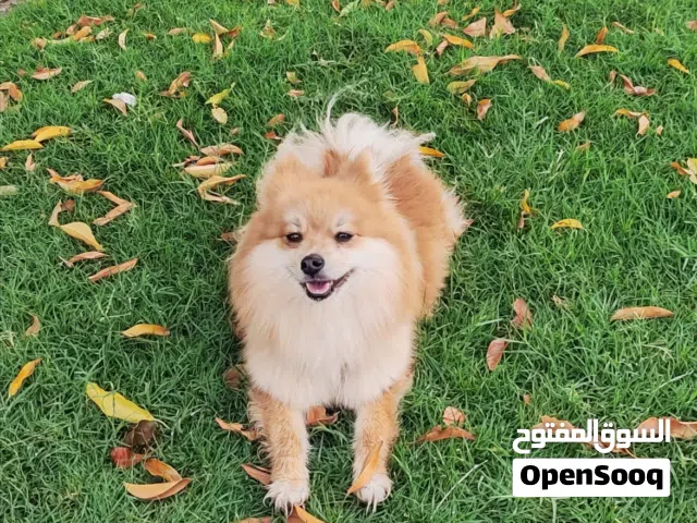 كلب برومينيان حجم صغير مدربة / Small trained Pomeranian dog