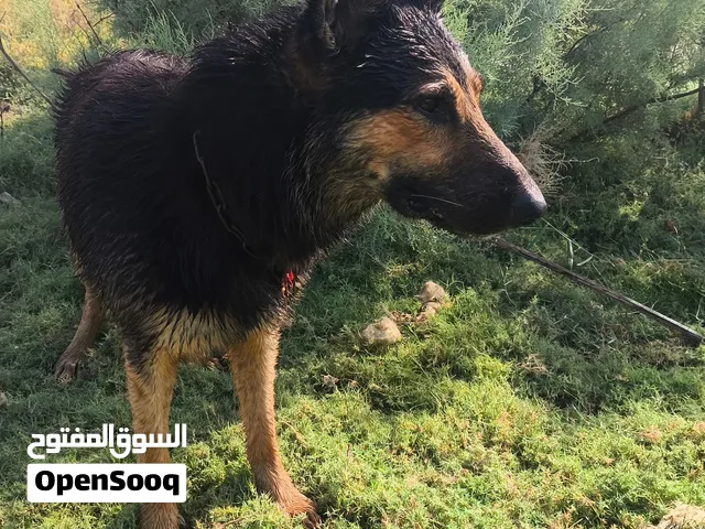 جيرمن ورك لاين نثيه وفحل للبيع الفحل سنه 4 اشهر و النثيه 6 اشهر ب 400