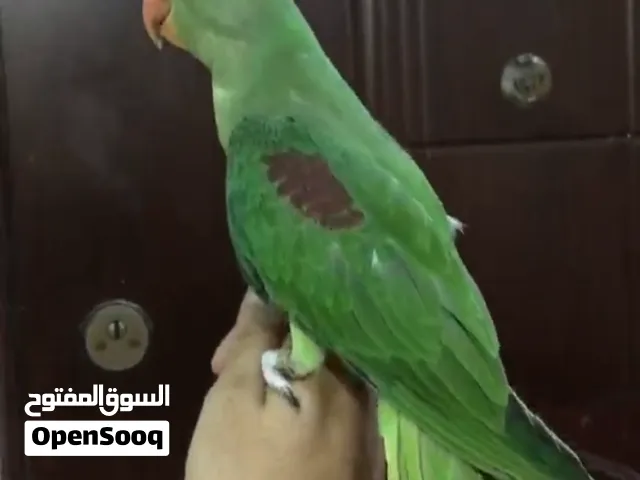 بغباء دره امريكي
