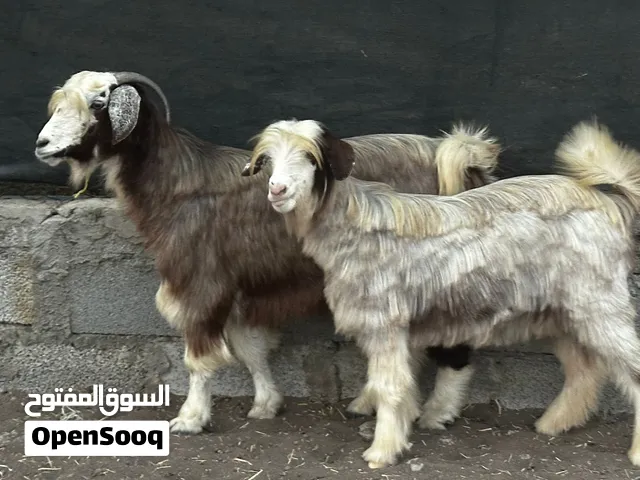 رموج من حلال الرحبيين