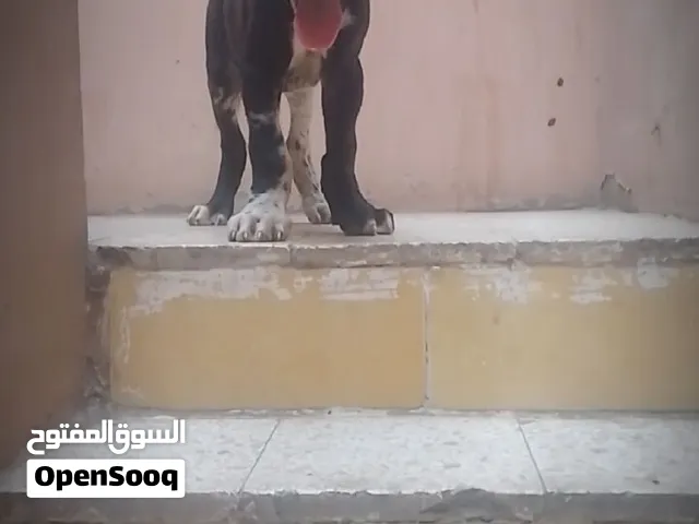 ولد جريت دا خط دم محترم