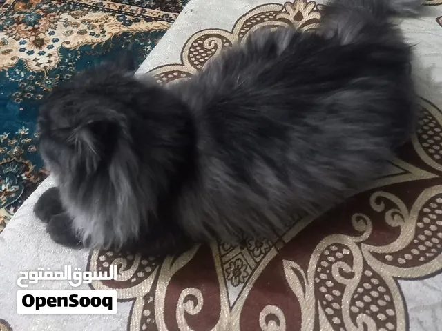 للبيع قطة عمرها 6 شهور