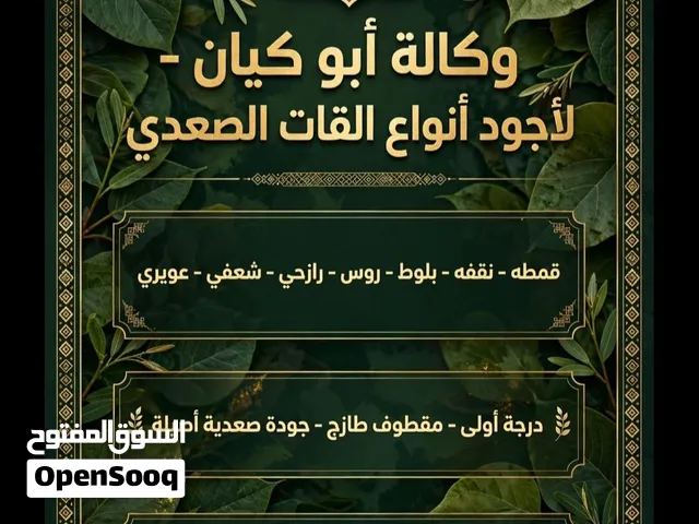 وكاله ابو كيان لااجود انواع القات الصعدي مهذري/ قمطه قات عال.. والسعر خيال... 8000الكيلو