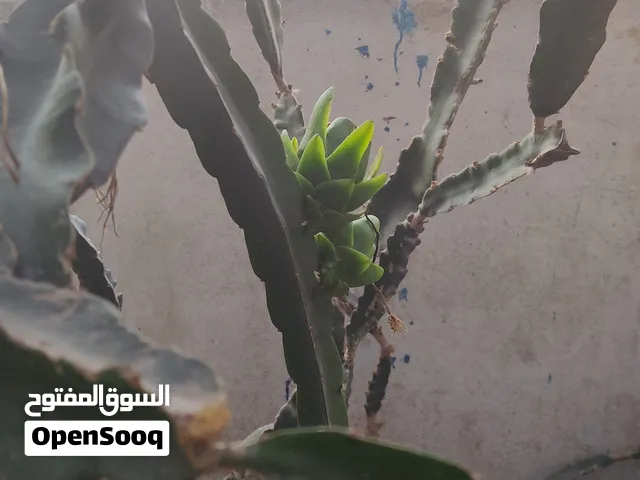 شجر دراجون فروت