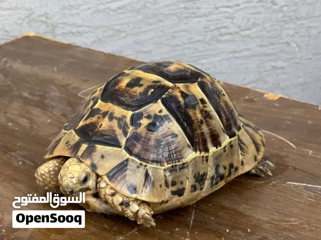 سلحفاه للبيع