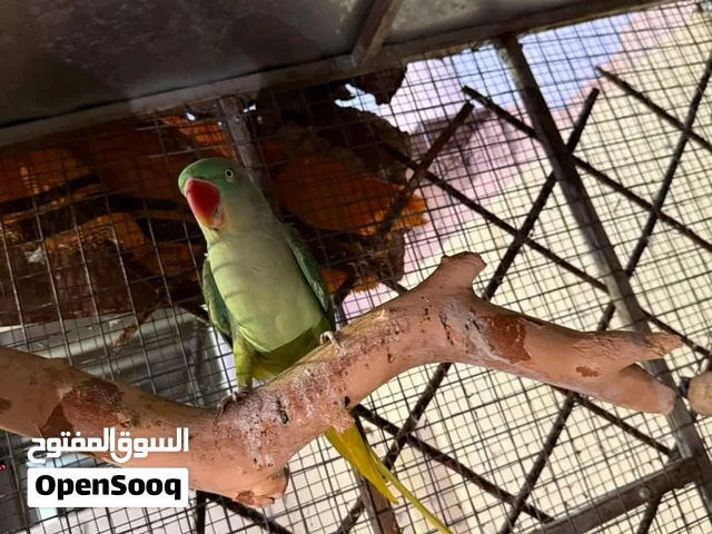درة ازواج جاهز و منتج