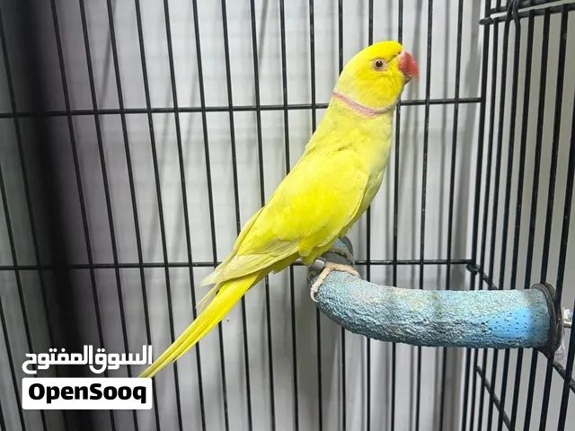 بغبغاء اصفر 1200