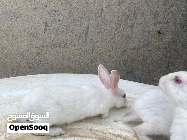 ارانب هولندي عماني