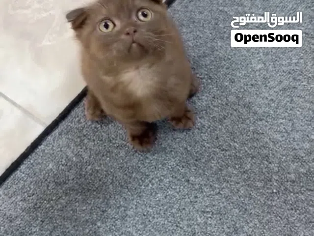 سكوتش فولد سينمون