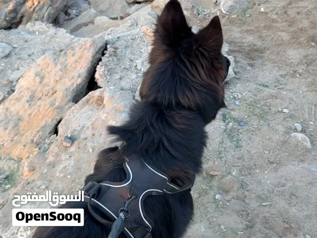 كلب جيرمن و سعر فنان شوف الوصف
