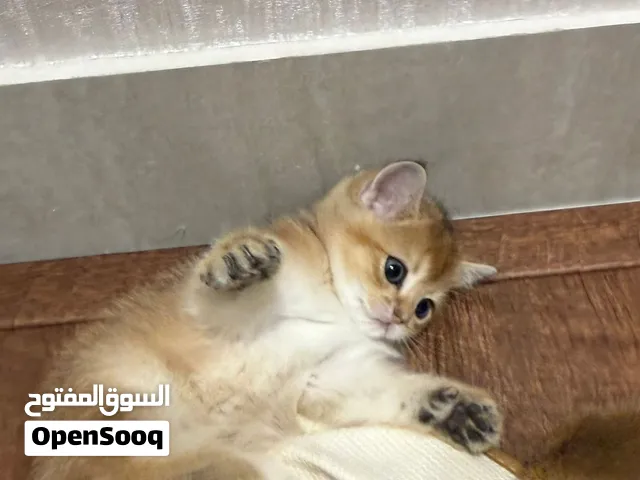 Scottish Straight kitten سكوتش ستريت قطط