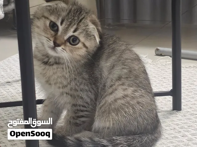 قط تربل فولد سكوتش فولد صغير للبيع  Scottish  Triple Fold Kitten