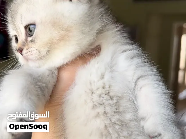 Pure Scottish straight kittens for sale